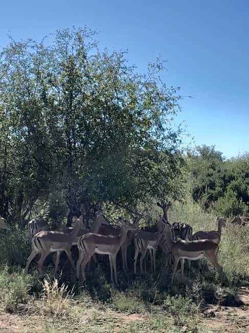 imagem n.4 de Parque Nacional Kruger: Excursão de 4 dias para o melhor safari atividade em Pilgrim's Rest, África do Sul, carregada pelo fornecedor