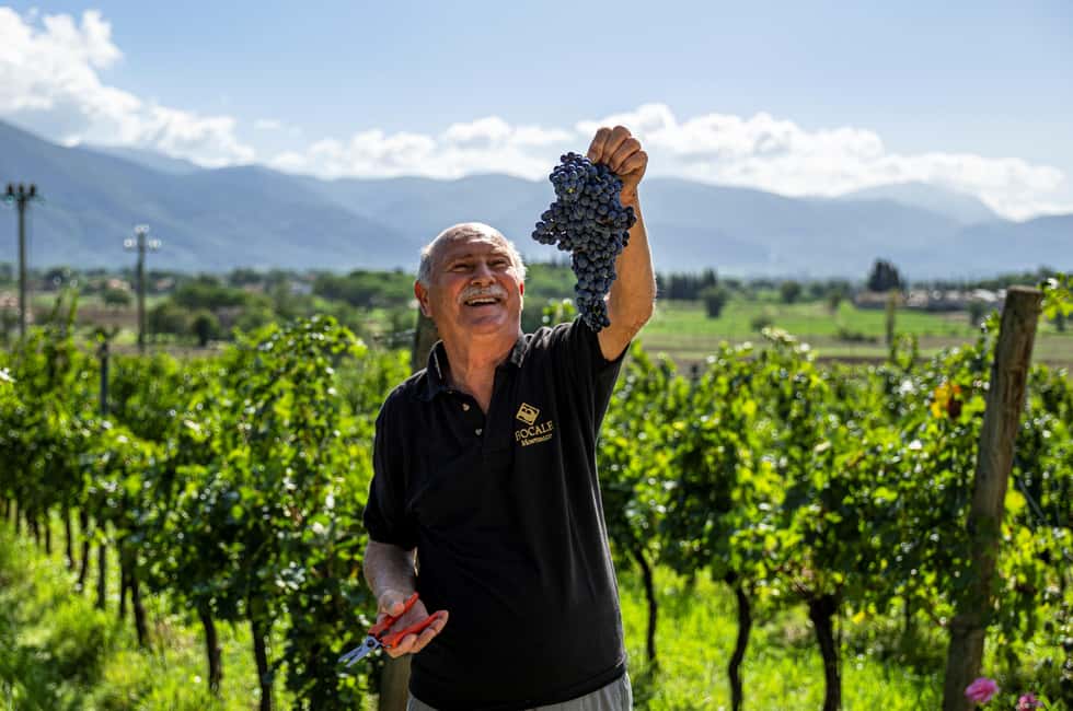 Immagine nº 36 di Montefalco: Tour della cantina e del vigneto e degustazione privata attività a Montefalco, caricata dal fornitore