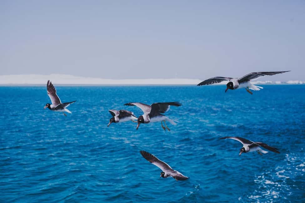 Immagine nº 71 di Hurghada: Escursione di un giorno a Orange Bay con sport acquatici e pranzo attività a Governatorato del Mar Rosso, caricata dal fornitore