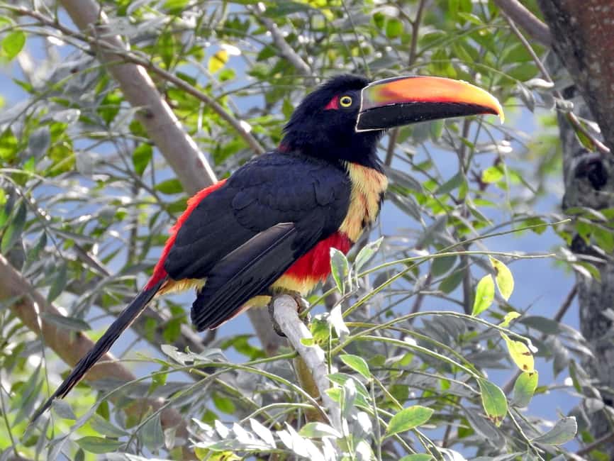 image n.13 of Carara National Park: Best Tour Carara National Park-One Day activity in Puntarenas Province, uploaded by supplier