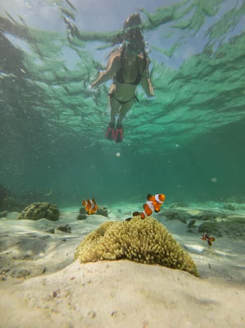 image n.17 of Koh Lipe: Longtail Boat Snorkeling Trip with Lunch activity in Gulf of Thailand, uploaded by supplier