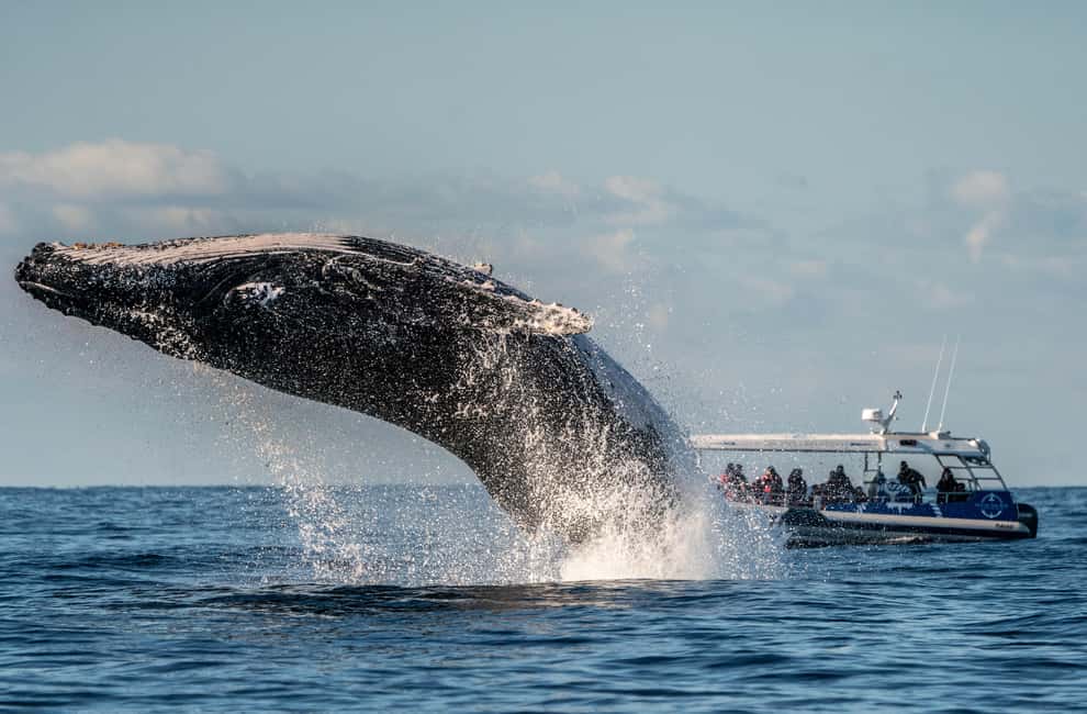 image n.7 of Byron Bay: Whale Watching Cruise with a Marine Biologist activity in New South Wales, uploaded by supplier