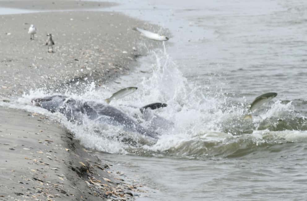 image n.14 of Charleston: Morris Island Dolphin Cruise with Beachcombing activity in Charleston, uploaded by supplier