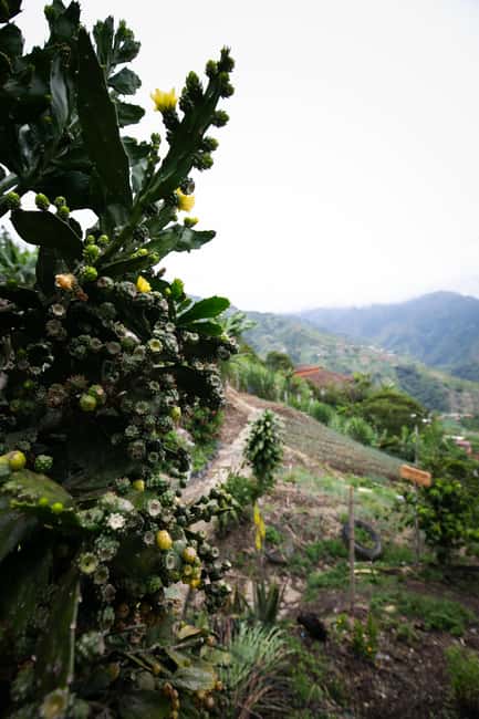 imagem n.44 de Medellín: Tour do café, chegada a cavalo e cana-de-açúcar atividade em Medellín, carregada pelo fornecedor