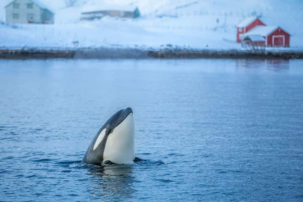 image n.6 of From Tromsø: Whale Watching Safari on High-Speed Catamaran activity in Barents Sea, uploaded by supplier