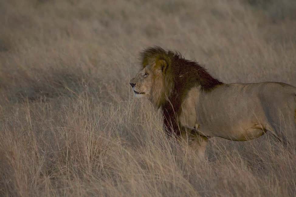 Image N°27 de Au départ de Nairobi : Safari en groupe de 3 jours et 2 nuits dans le Maasai Mara activité à Province centrale du Kenya, publiée par le prestataire