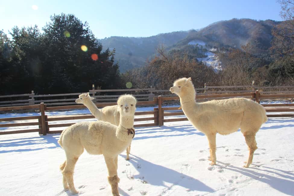 imagem n.4 de Seul: Tour Alpaca/Nami/Jardim da Manhã Calma (+ Bicicleta de comboio) atividade em Gapyeong-gun, carregada pelo fornecedor