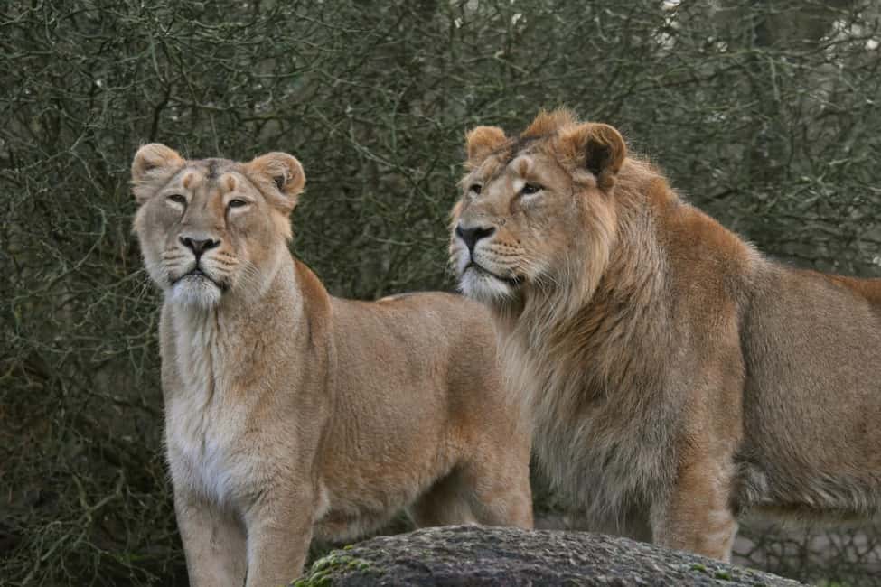 billede nr.8 af aktiviteten Rotterdam: Rotterdam Zoo Blijdorp entrébillet i Rotterdam, uploadet af udbyder
