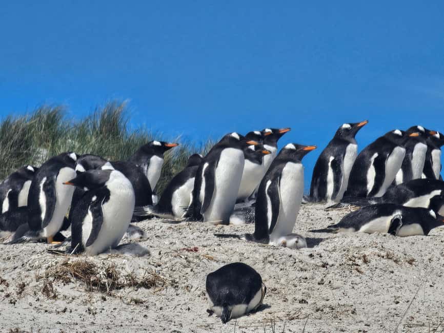 フォークランド諸島ヨーク湾のキングペンギン＆ジェンツー