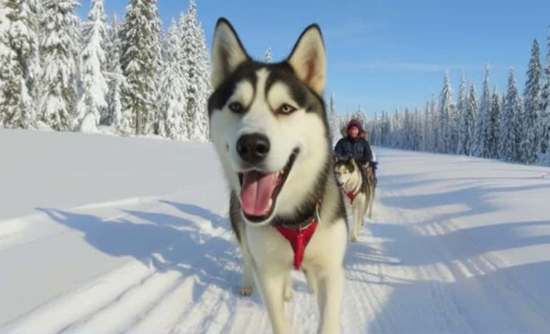 billede nr.8 af aktiviteten Levi: 5 km hundeslædetur i Levi i Sirkka, uploadet af udbyder