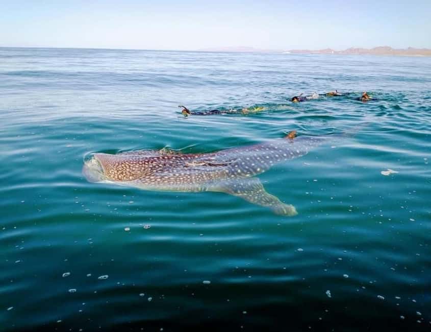 image n.15 of From La Paz: Swim with Sea Lions & Espíritu Santo Boat Tour activity in Baja California Sur, uploaded by supplier