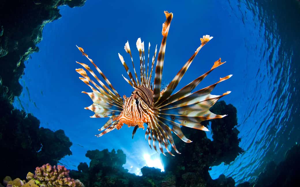 image n.6 of Sithonia: Scuba Diving Experience for Beginners activity in Nikiti, uploaded by supplier