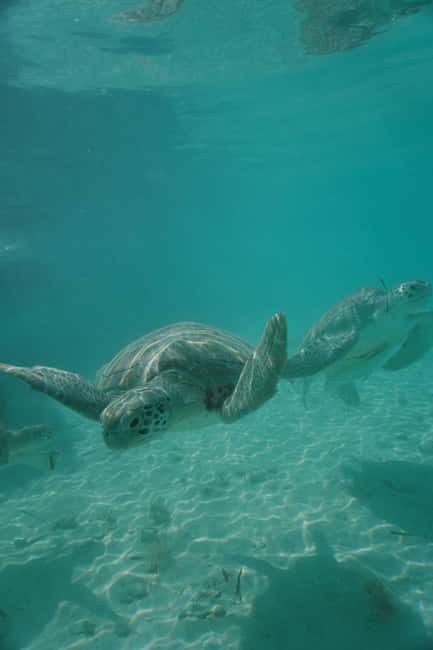 Image N°64 de Nassau : Plongée en apnée dans les récifs, tortues, déjeuner et club de plage privé activité à Bahamas, publiée par le prestataire