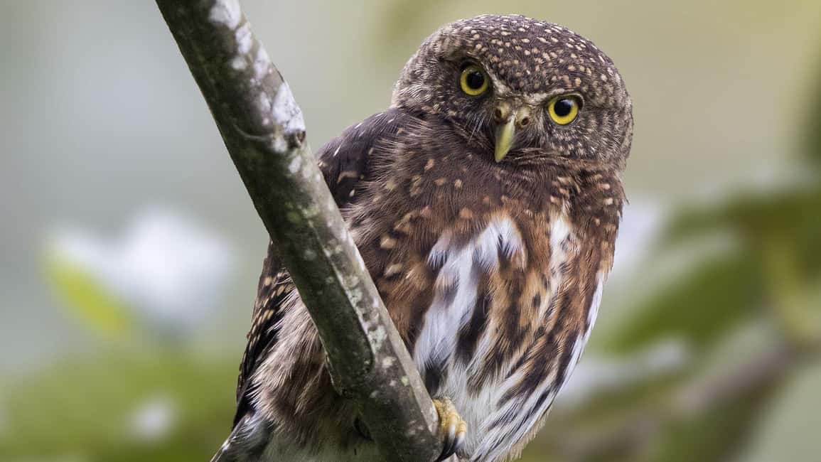 image n.70 of Carara National Park: Best Tour Carara National Park-One Day activity in Puntarenas Province, uploaded by supplier