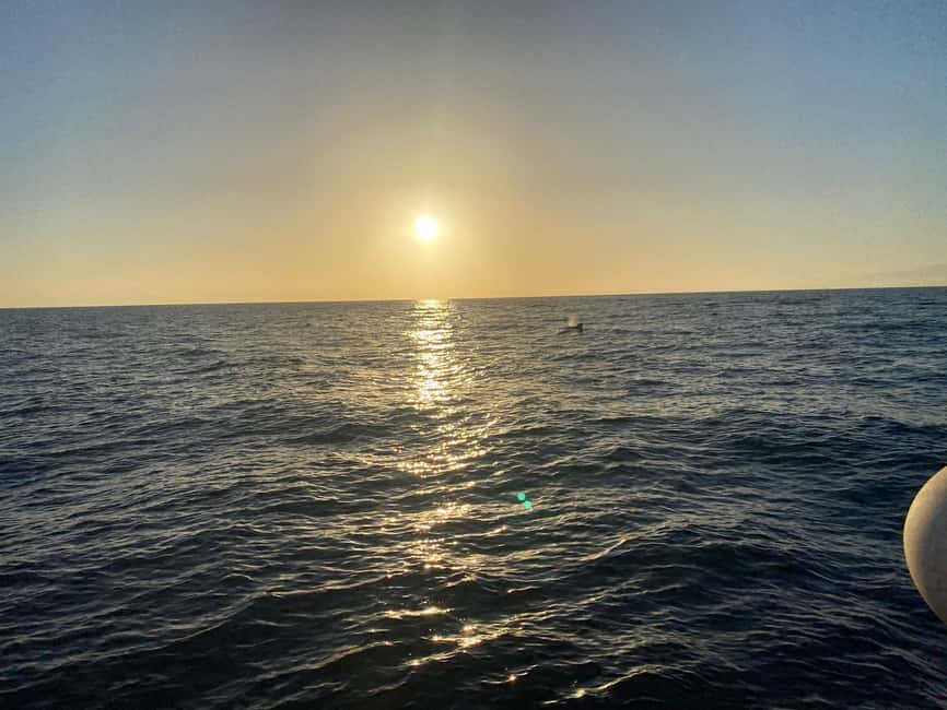 image n.5 of Los Cristianos: Eco Yacht Whale Watching Tour at Sunset activity in Canary Islands, uploaded by supplier