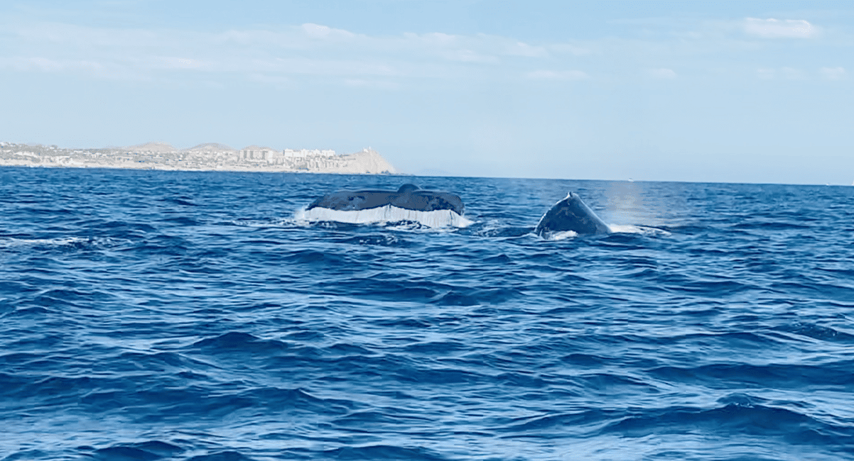 image n.10 of Whale Watching in La Paz – Gray Whale Encounter activity in Baja California Sur, uploaded by supplier