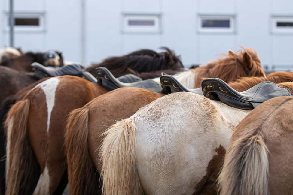 imagen n.º 4 de Hveragerdi: Excursión a Caballo con Encanto Rural actividad en Hveragerði, subida por el proveedor