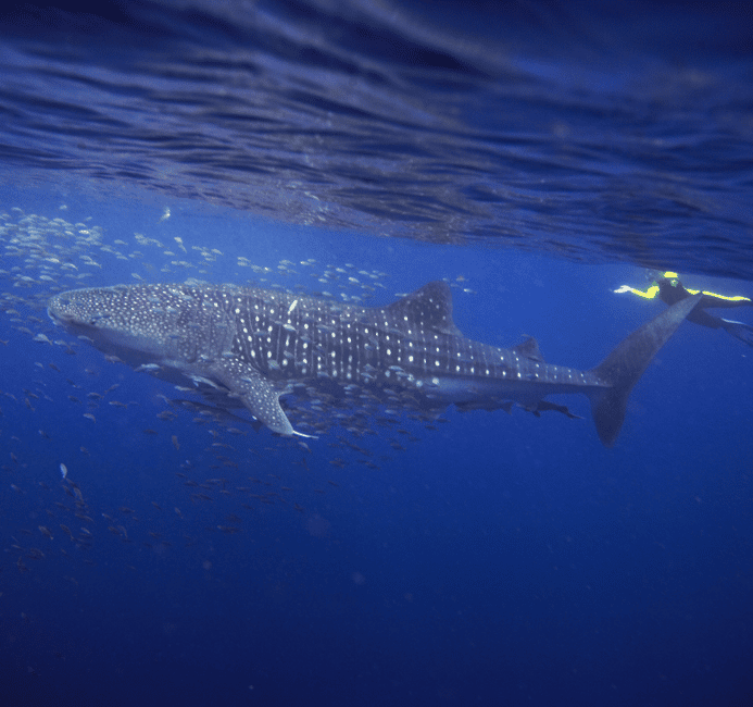 image n.2 of AMAZING SUMBAWA WHALE SHARK TOUR activity in West Nusa Tenggara, uploaded by supplier