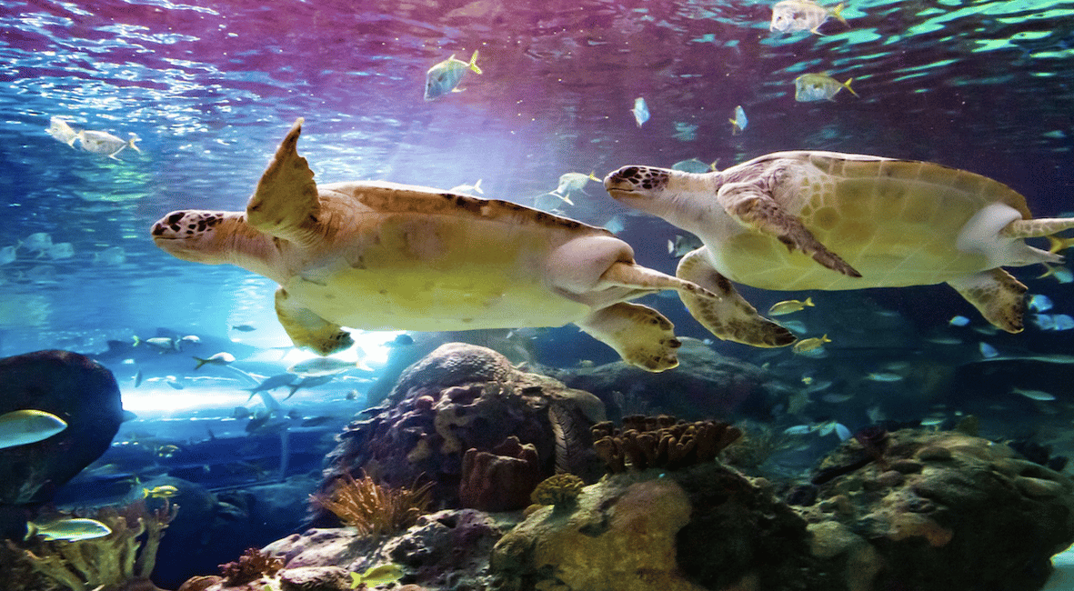 imagen n.º 4 de Toronto Ripley's Aquarium of Canada Ticket de entrada actividad en Toronto, subida por el proveedor