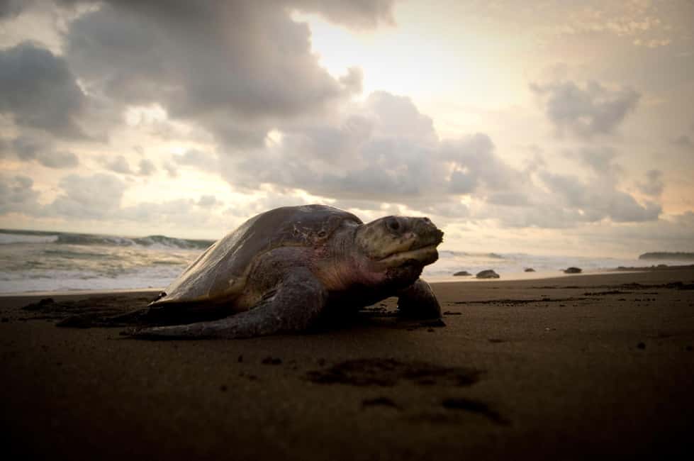 image n.13 of Costa Rica: Hundreds of thousands Olive Ridley Sea Turtles activity in Santa Cruz, Costa Rica, uploaded by supplier