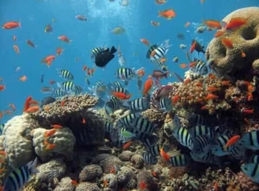 image n.8 of WATAMU,Snorkeling/dolphin spotting,seafood,mida creek cruise activity in Coast Province, uploaded by supplier