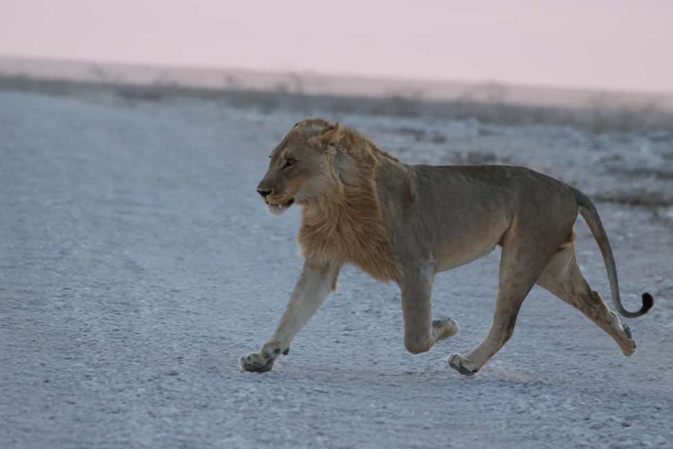 afbeelding n.4 van Vanuit Windhoek: 3-daagse Etosha met verblijf in een lodge activiteit in Okaukuejo, geüpload door aanbieder