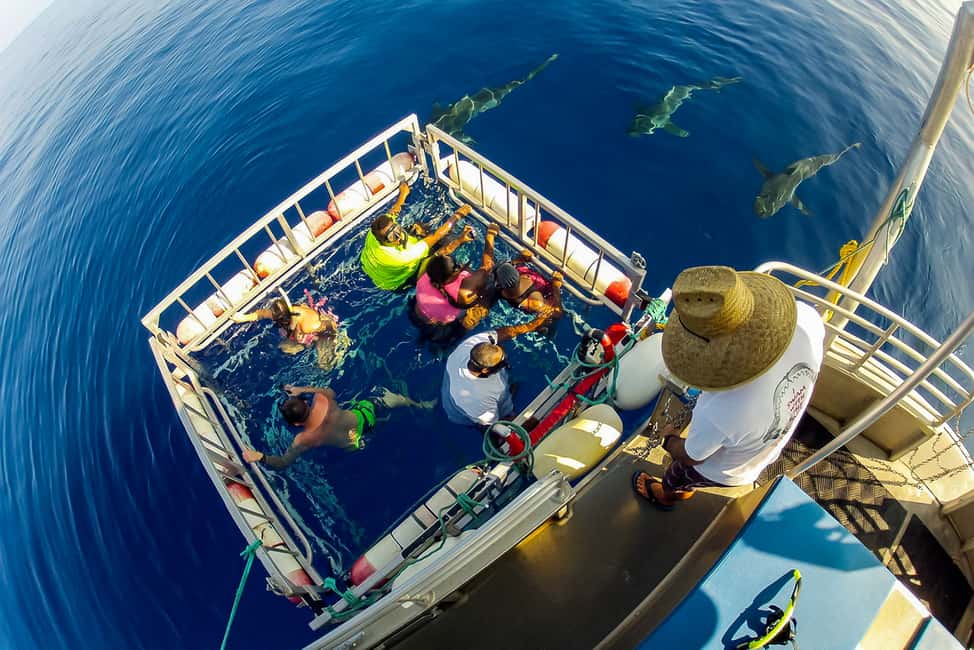 image n.4 of Oahu: Shark Cage Dive on the North Shore activity in Honolulu, uploaded by supplier