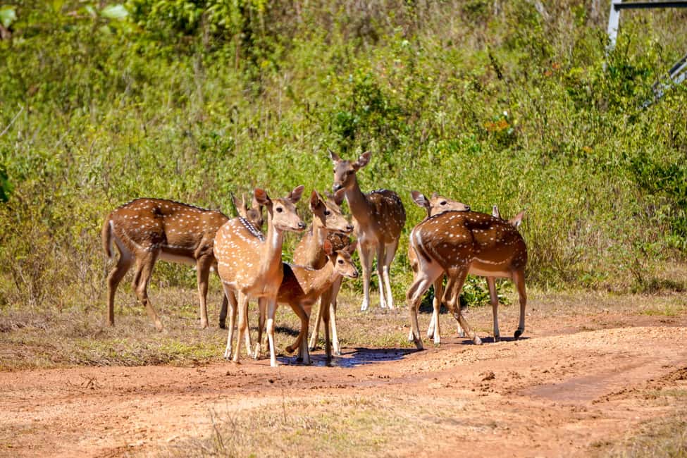 image n.16 of Minneriya: Minneriya National Park Half Day Private Safari activity in North Central Province, uploaded by supplier