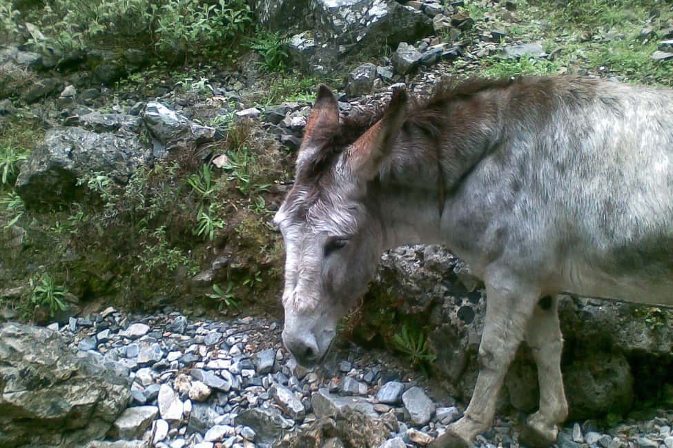 image n.5 of Crete: Samaria Gorge Hiking with transfer and expert Escort activity in Chania, uploaded by supplier