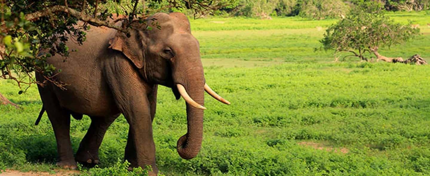 image n.10 of Ella: Shuttle to Tangalle/Mirissa/Galle w Udawalawe Safari activity in Eastern Province, Sri Lanka, uploaded by supplier