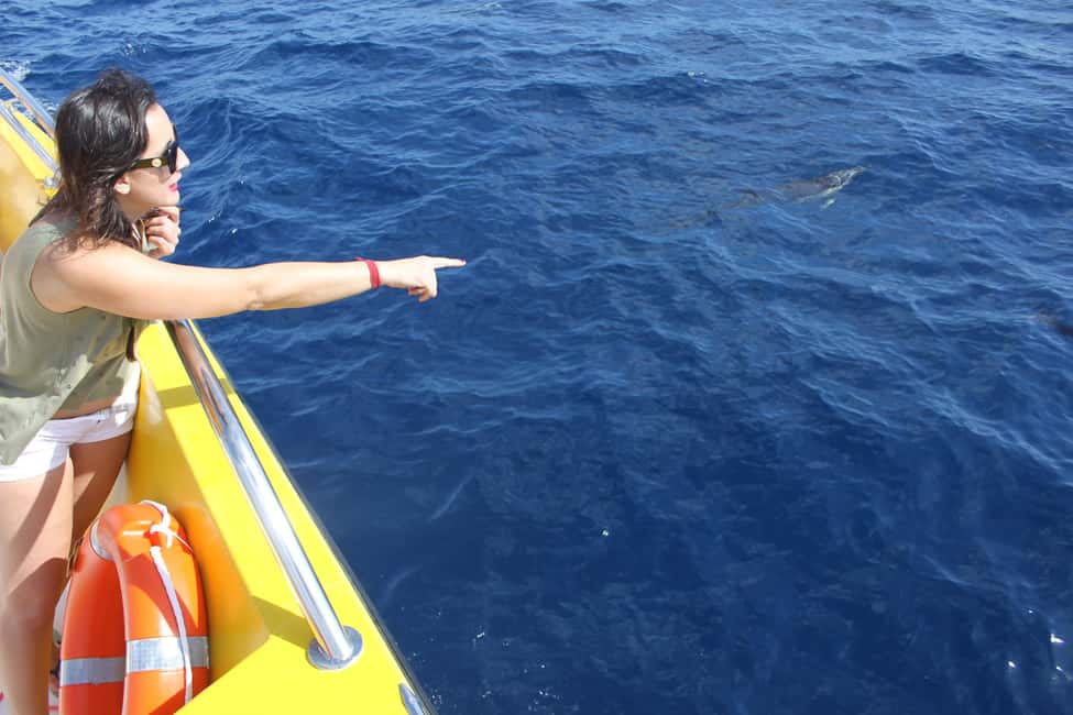imagen n.º 4 de Lanzarote: Excursión de medio día a la Isla de Lobos para avistar delfines actividad en Playa Blanca, Lanzarote, subida por el proveedor