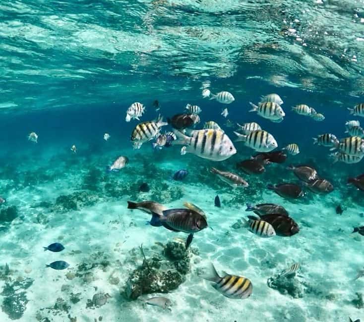 Image N°8 de Nassau : Cochons, plongée en apnée, tortues, déjeuner, club de plage privé activité à New Providence, publiée par le prestataire