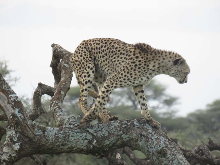 image n.4 of Two Days Shared Safari to Tarangire & Ngorongoro Crater activity in Arusha (Region), uploaded by supplier