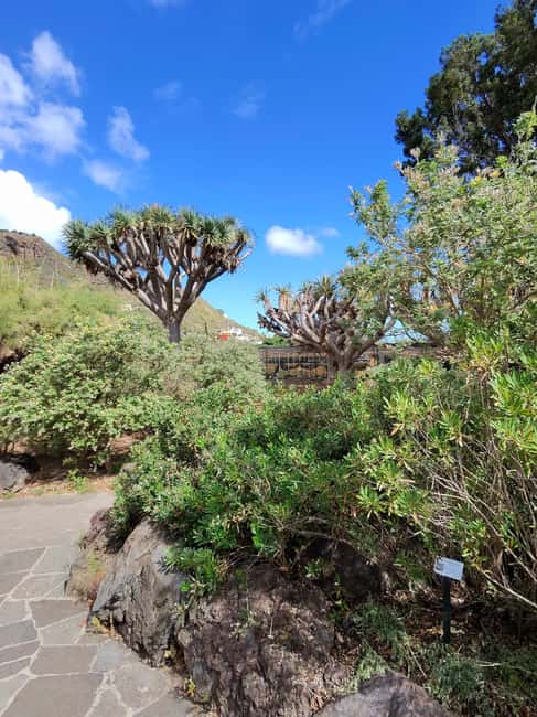 image n.56 of Private Bandama Caldera, Botanic Garden(/Wine*), Old Town activity in Las Palmas, uploaded by supplier