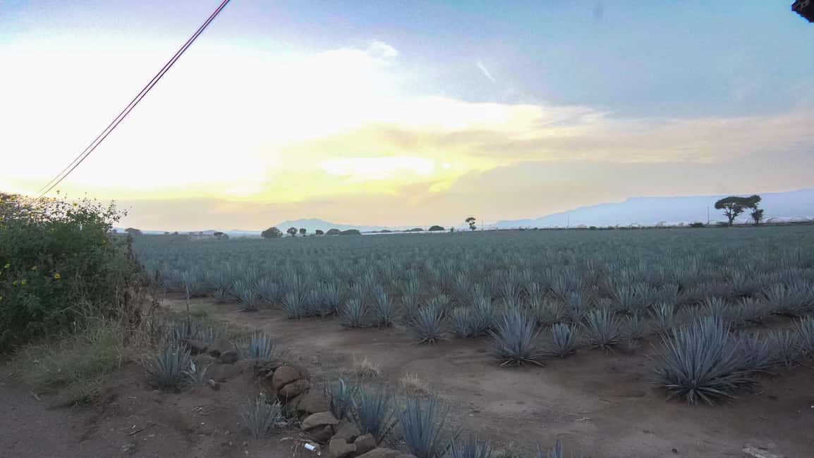 imagen n.º 19 de Tour Clásico Ruta de Tequila desde Guadalajara y cantaritos el GÜERO!!! actividad en Amatitán, subida por el proveedor
