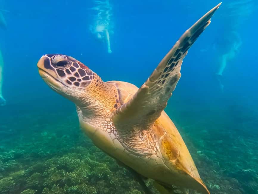 billede nr.2 af aktiviteten Koh Tao: Koh Nangyuan & Hidden Bays snorkeltur med frokost i Thailandbugten, uploadet af udbyder