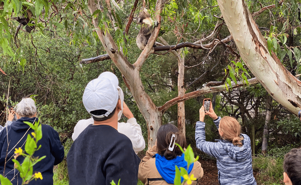 image n.6 of Melbourne: Great Ocean Road, 12 Apostles + Free City Tour activity in Melbourne, uploaded by supplier