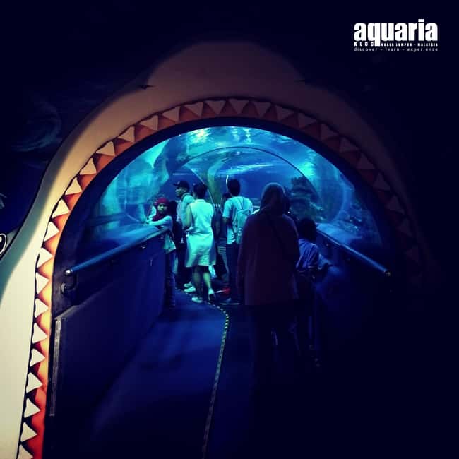 Image N°12 de Kuala Lumpur : billet d'entrée à Aquaria KLCC activité à Kuala Lumpur, publiée par le prestataire