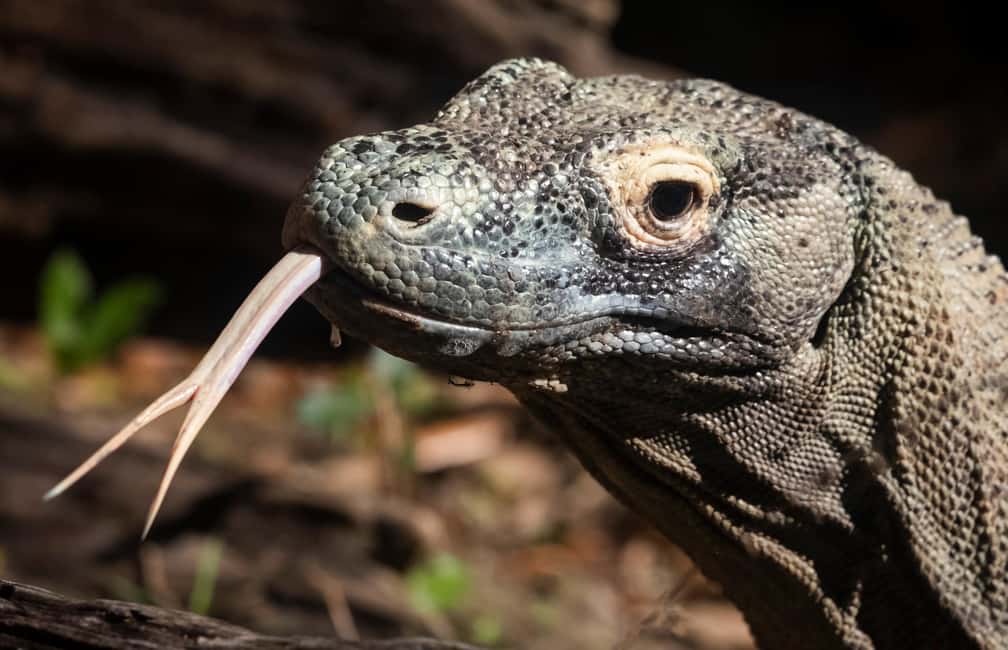 Immagine nº 23 di New Orleans: Biglietto per lo zoo di Audubon e opzione combinata attività a New Orleans, caricata dal fornitore