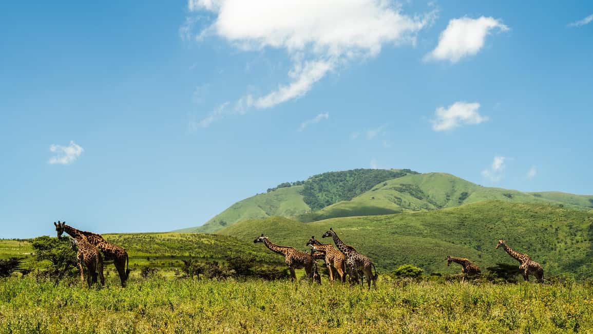 image n.13 of Zanzibar: 3-Day Northern Safari with Flights Included activity in Arusha (Region), uploaded by supplier