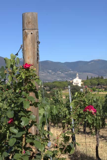 Immagine nº 28 di Montefalco: Tour della cantina e del vigneto e degustazione privata attività a Montefalco, caricata dal fornitore