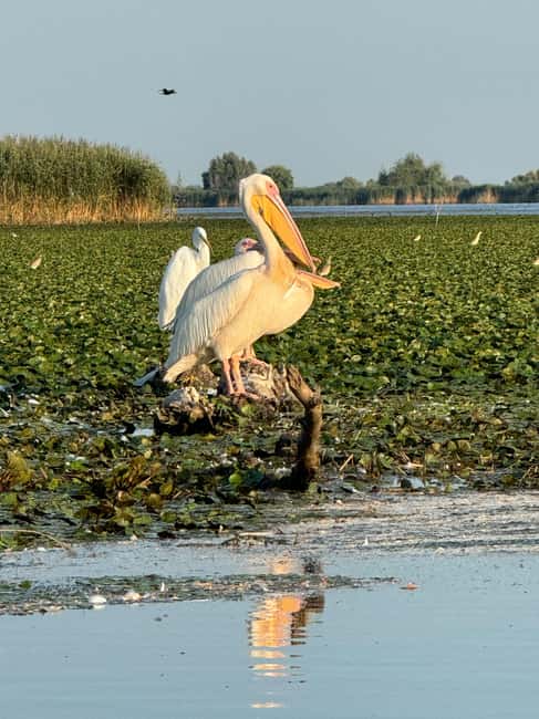 image n.5 of Boat Tour to Letea Forest activity in Tulcea County, uploaded by supplier