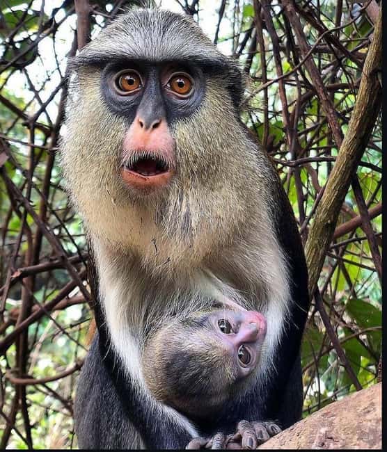 image n.3 of Accra: Tafi Kente Village, Monkey Sanctuary &Ote Waterfalls activity in Ho, Ghana, uploaded by supplier