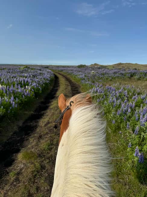 imagen n.º 4 de sur de Islandia: Excursión a caballo por la playa negra actividad en Hvolsvöllur, subida por el proveedor