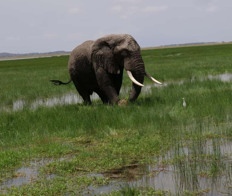 image n.7 of 5 Days Amboseli / Tsavo West & Tsavo East Safari activity in Coast Province, uploaded by supplier