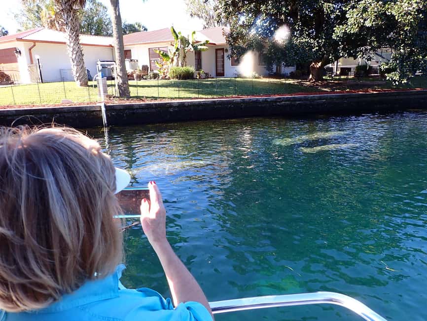image n.6 of Crystal River: Manatee Viewing Cruise activity in Crystal River, uploaded by supplier