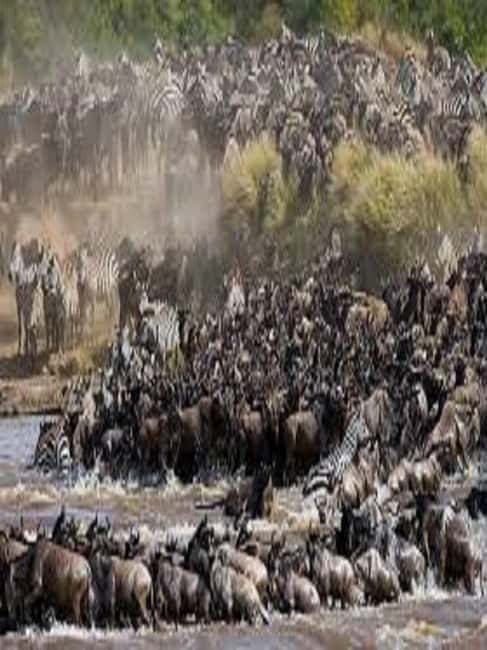 Image N°6 de Voyage d'une journée en Tanzanie - Safari de grande envergure - Aventures de faune et de flore activité à Région d'Arusha, publiée par le prestataire
