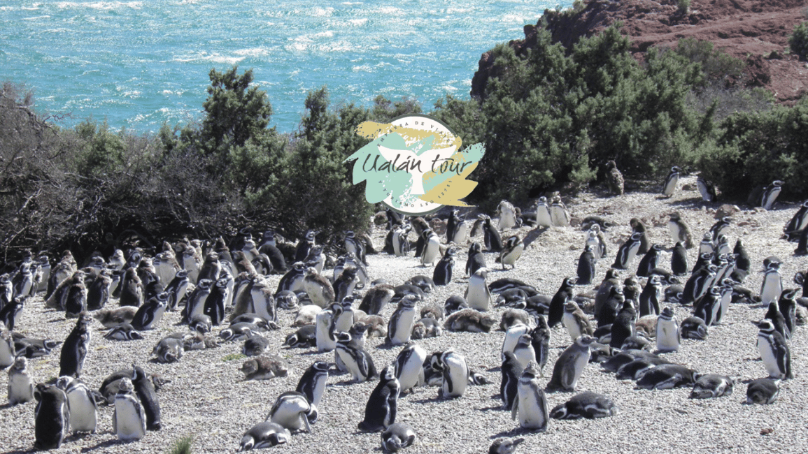 Bild Nr. 5 von Puerto Madryn: Punta Tombo Landausflug für Kreuzfahrtgäste Aktivität in Chubut Provinz, hochgeladen vom Anbieter