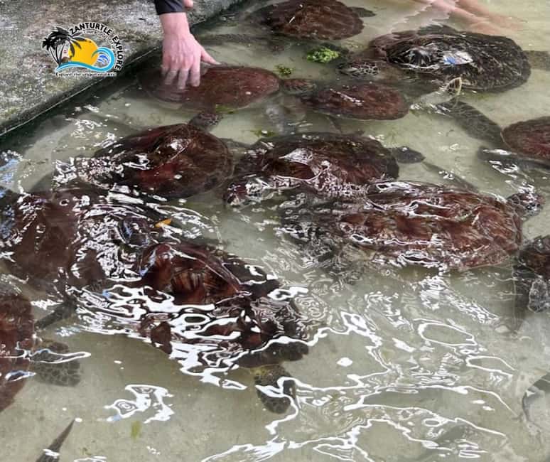 image n.4 of Nungwi: Swimming with Turtles at The Lagoons Zanzibar activity in Zanzibar City, uploaded by supplier