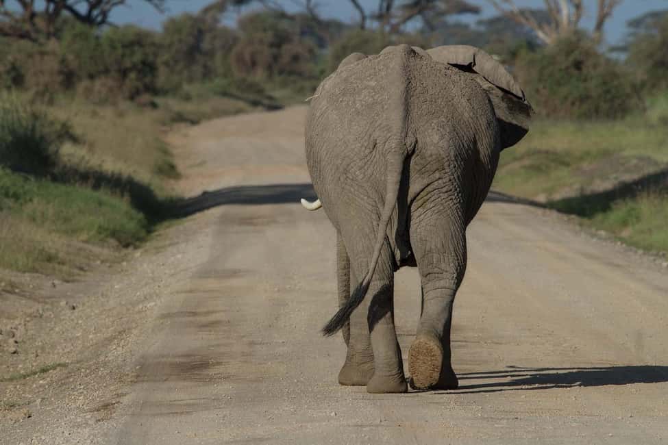 image n.1 of Discover Aberdare National Park and Lake Naivasha (2 days) activity in Central Kenya, uploaded by supplier